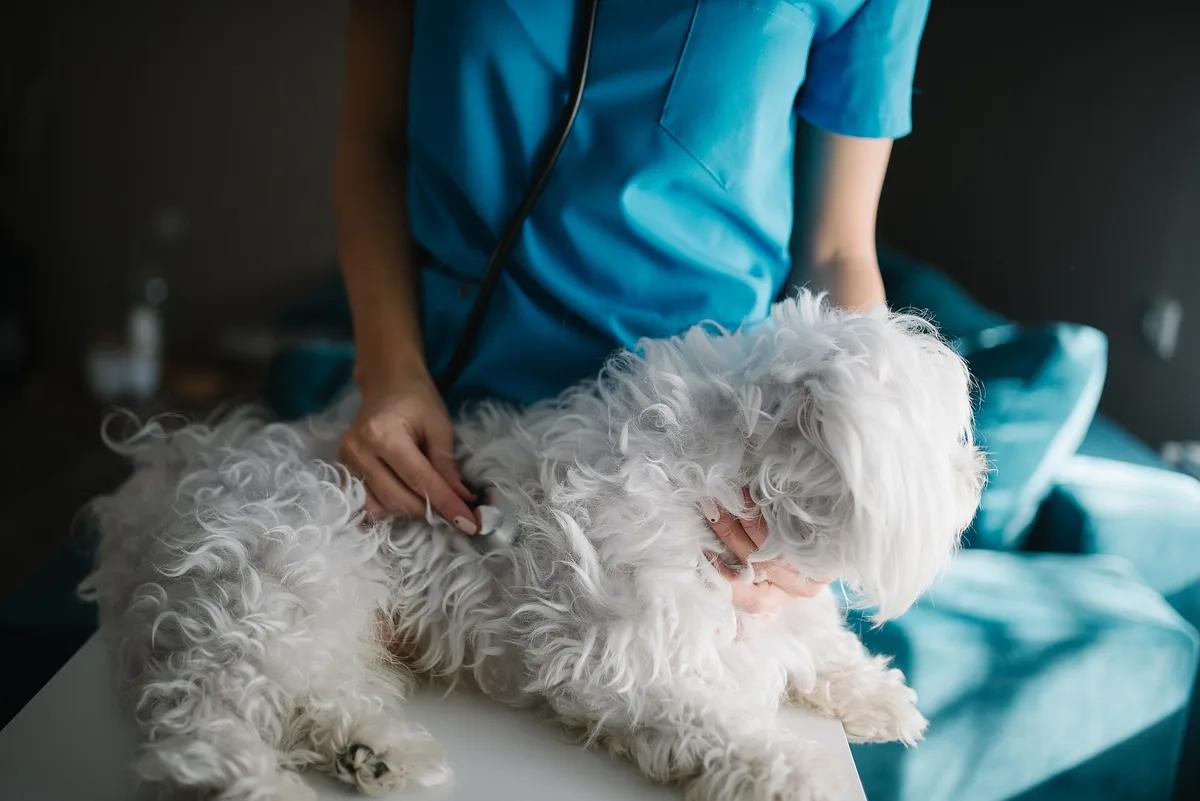 Veterinária examinando um cãozinho maltês branco com estetoscópio